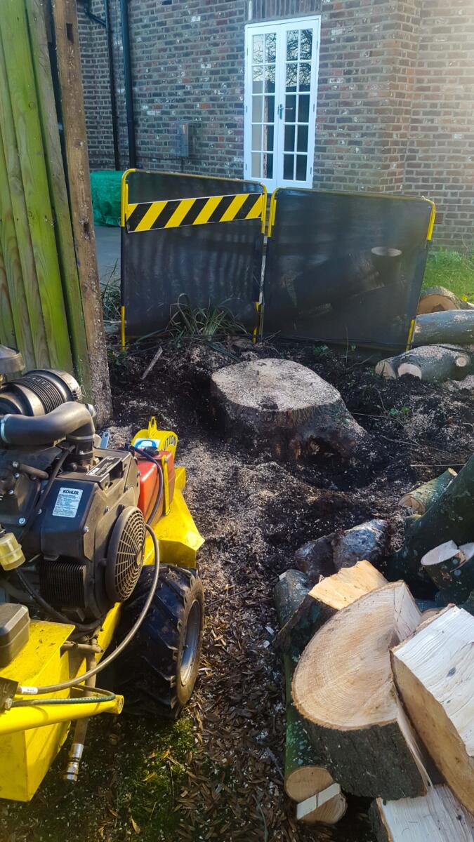 stump grinding tree root